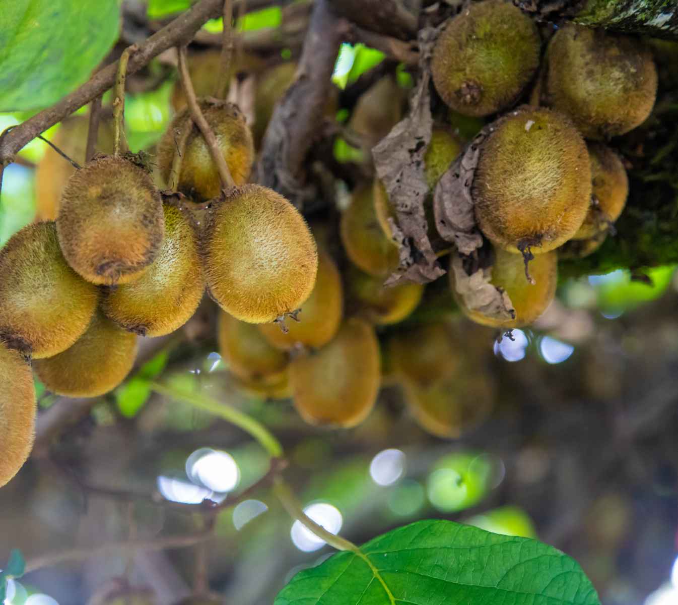 Gangyul Organic Kiwi Farm